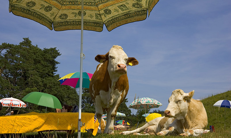 Kühe unter Sonnenschirmen, Badestrand, Oberbyern, Deutschland
cows under sunshades, Upper Bavaria, Germany